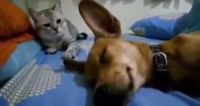 The cat beats the dog after he farted