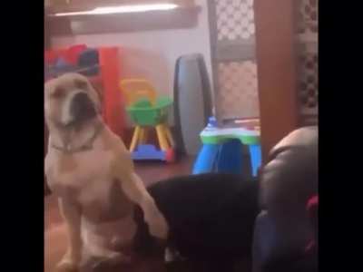 Doghoes!!
