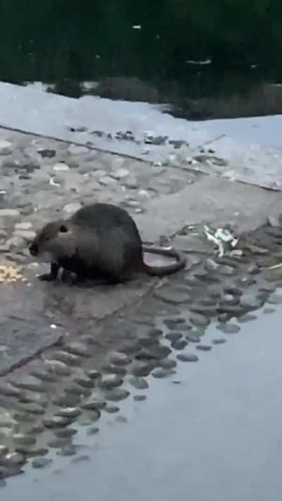 Hamsteri autohtoni