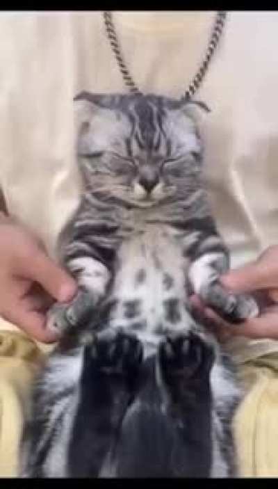 looks like the cat got some dope moves
