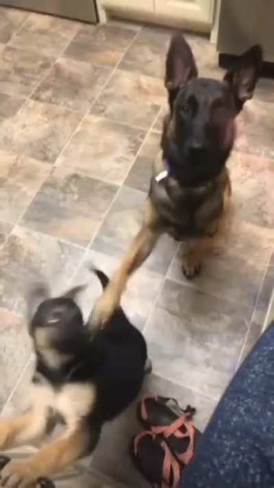 sit.. Sit!
