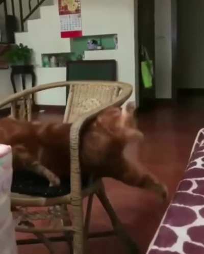 Poor cat