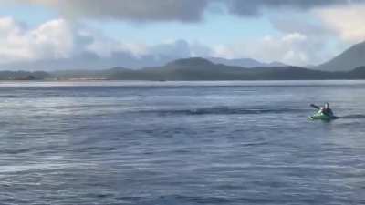Getting close to whales isn't 