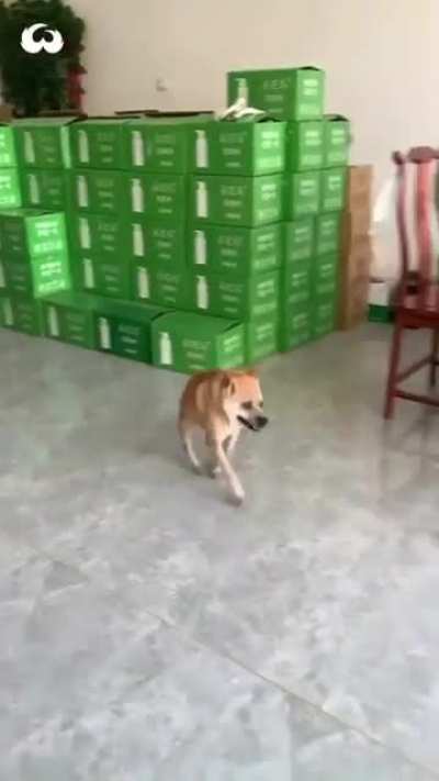 WTF - Video #3066