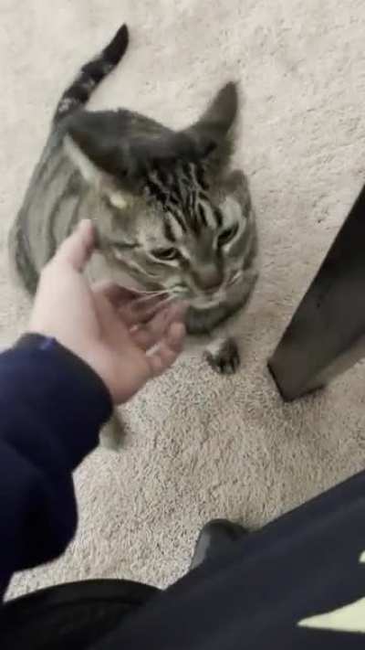 Don’t trust cats