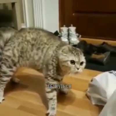Russian Cat hates watermelon so much! 