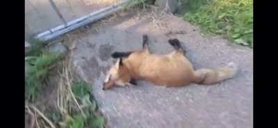 Finniganmw fox