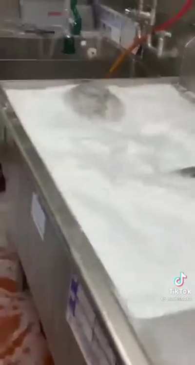 US Olympic diving team practice