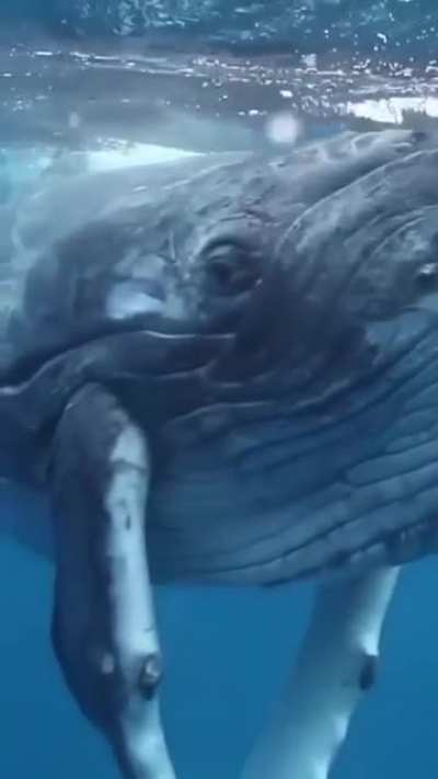 Wow, watch this video and wait and listen..