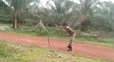 Thai Marine catching King Cobra