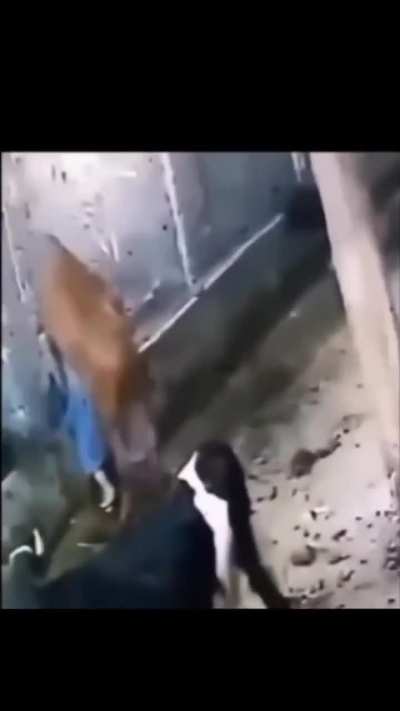 Pesadelo 
