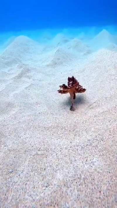 little kraken
