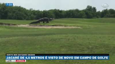 Godzilla Dando Um passeio no Campo de golfe depois de Bater No Kong 