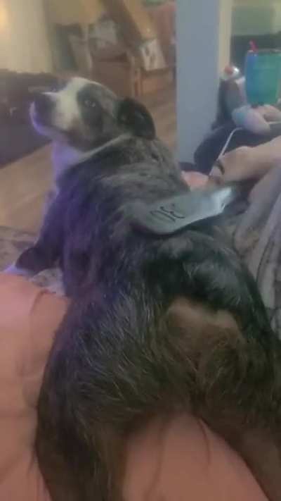 He likes spankings alittle too much 🤣