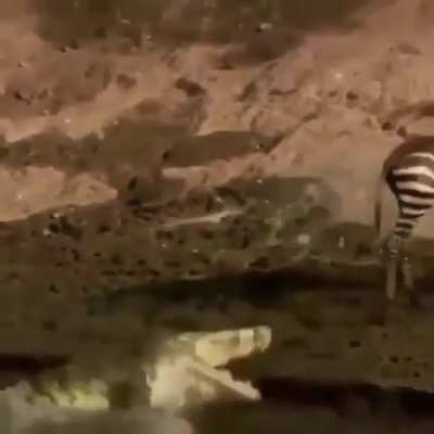 To eat a zebra