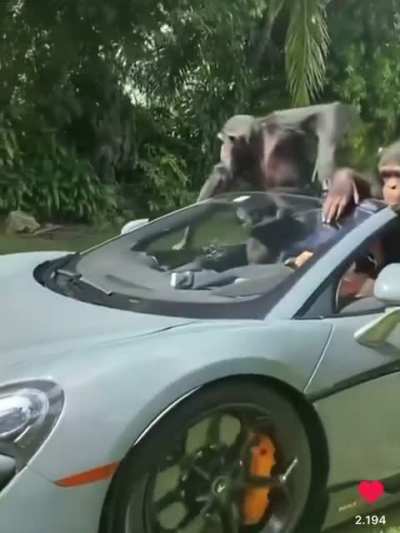 Hold an fight for the pure Ape Lifestyle