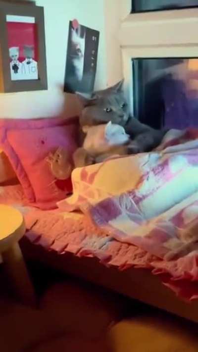 All Snuggled up nice and cozy watching catflix