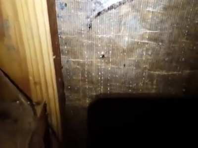 Cursed_spiders