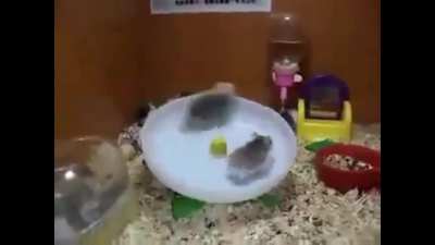 roda roda