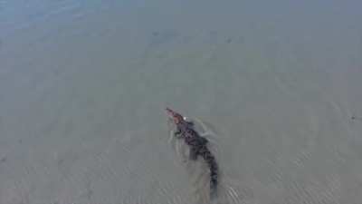 A huge saltwater crocodile swims by a bull shark with a school of fish in tow, tidal flats of Arnhem Land, northeast Australia.