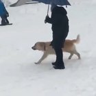 What would we do without dogs? 10/10 good slide, 12/10 good boye.