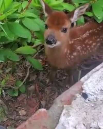 Meep