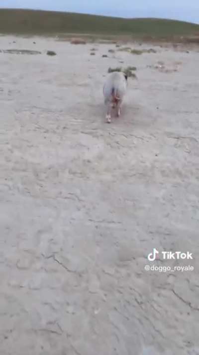 BELOvEd pEt gEts AnnIhILAtEd by wOLvEs
