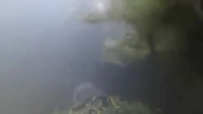 Kaplumbağanın üstüne GoPro koymak