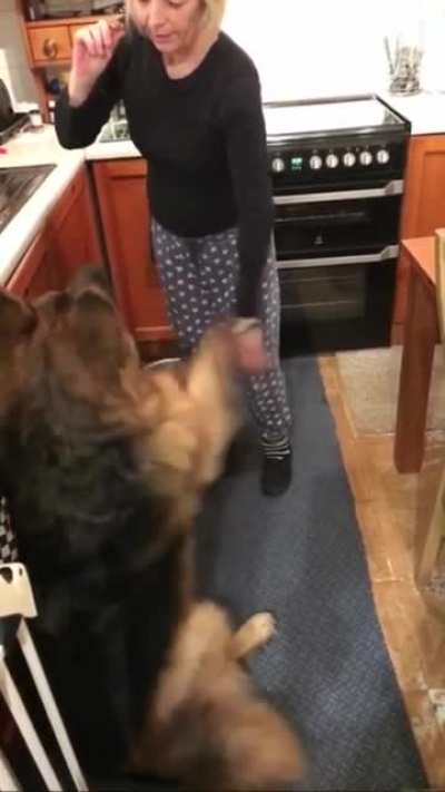 Good doggo