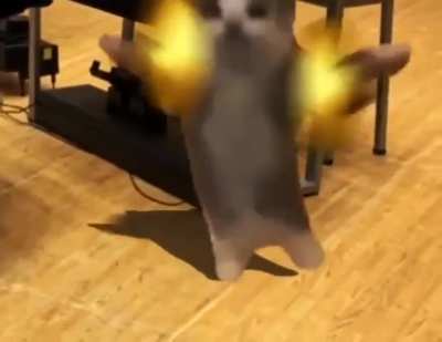 Orchestra..meow