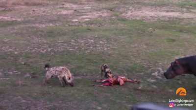 African Wild Dog and Hyena join forces to save kill from a Hippo.