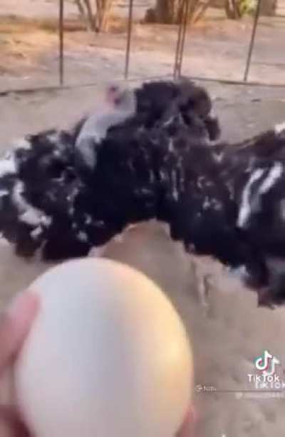 Egg