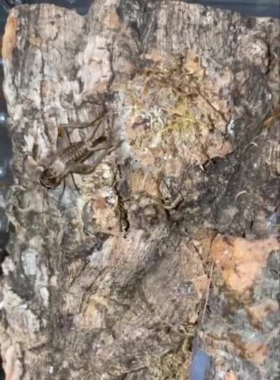 Guess the predator