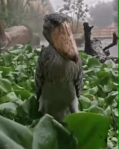Watching you in the rain