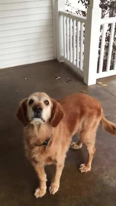 Lost this good boy 3 years ago. This video still makes me chuckle. He loved Cheetos