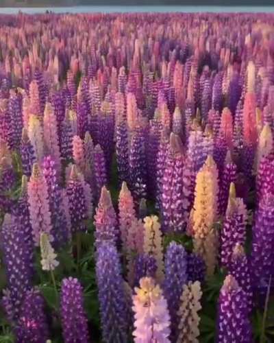 🔥 This field of lupine in New Zealand 🔥