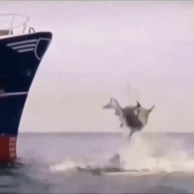 The perfect jump