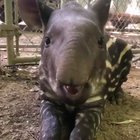 nothing weird about a tapir just chewing and staring at you