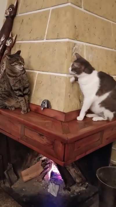 Sneaky cat acts innocent whent spotted by another cat.