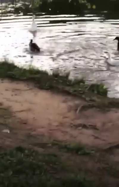 Releasing a pet duck into the wild
