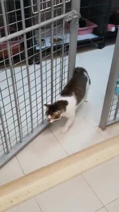 Convicted cat burglar escapes imprisonment.