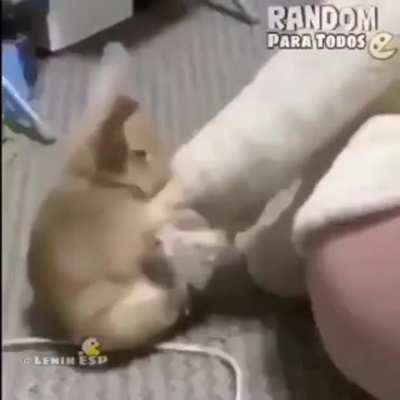 Conejo cum