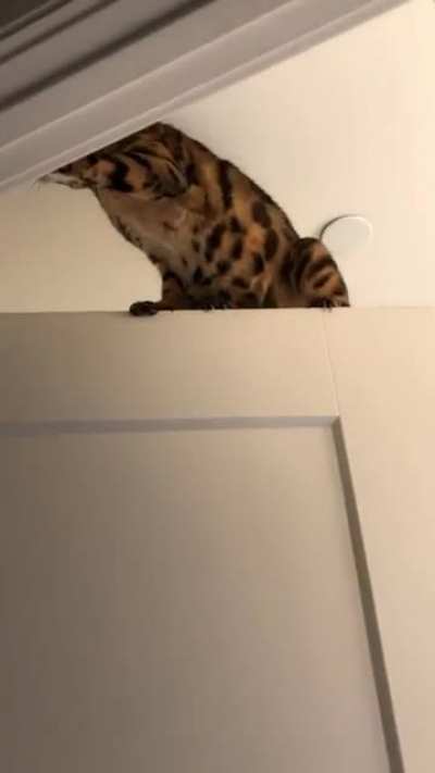 How do I stop my cat from doing this to doors? Wrong answers only pls