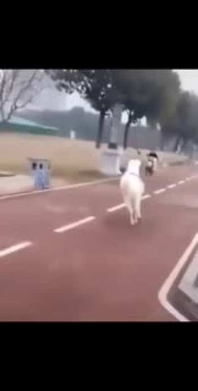 You want to ride here? Well fuck you