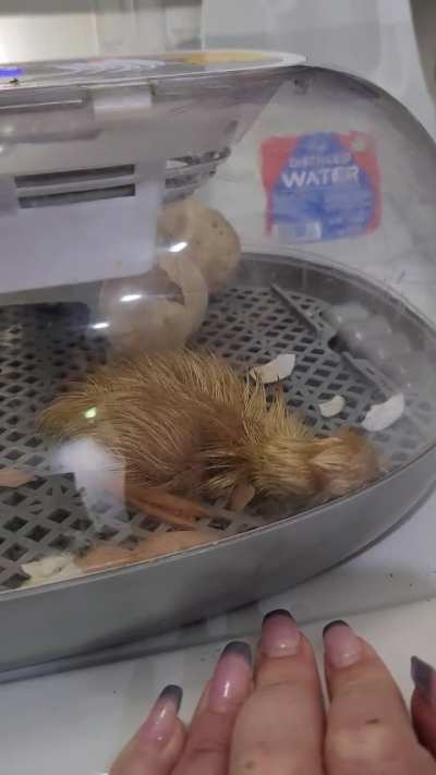 Incubator hatch