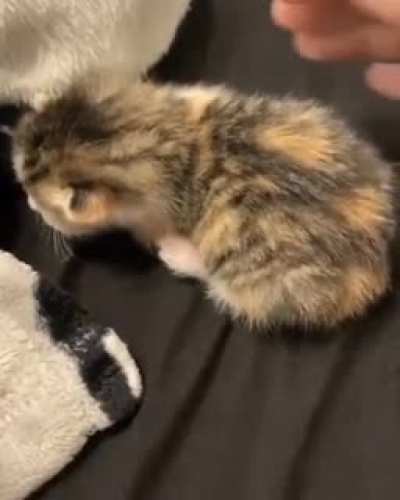 Barrel roll!
