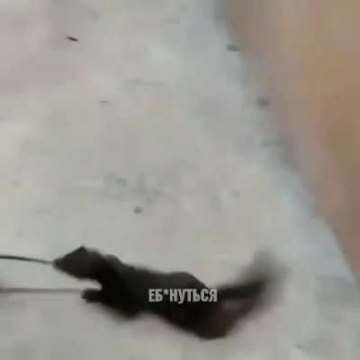 Хана Сплин<wbr>теру.