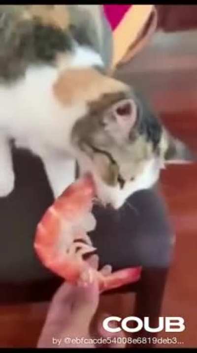 Будильник для кота
