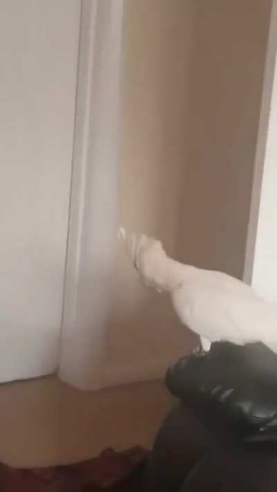 Where is daddy?