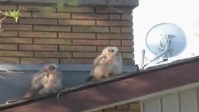 In bird culture this is considered a 